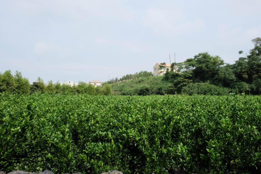 Aewol Mihas Villa Jeju Exterior photo